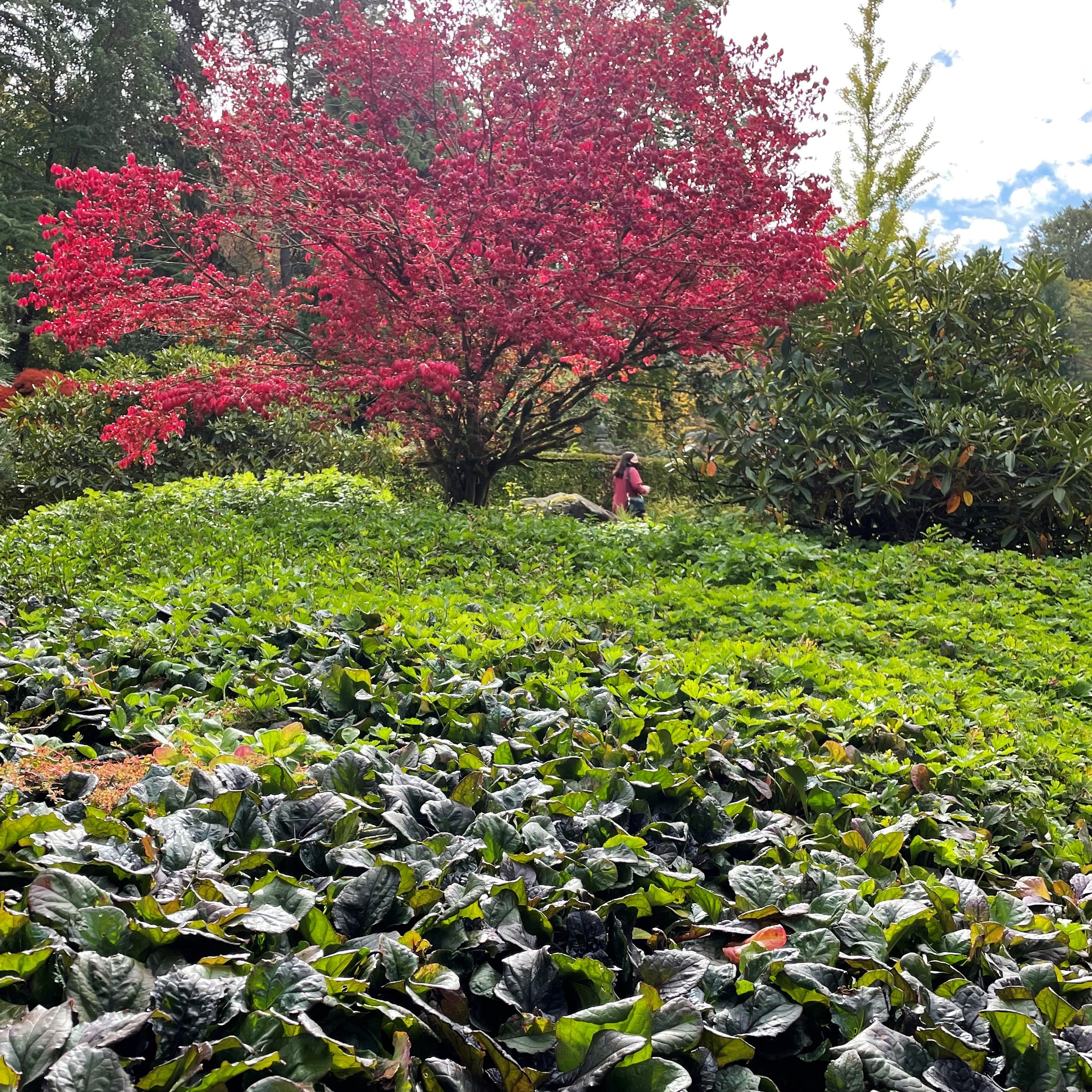 Ajuga reptans 'Mahogany' - Bugleweed - Landscape, Kubota Gardens, WA (2)