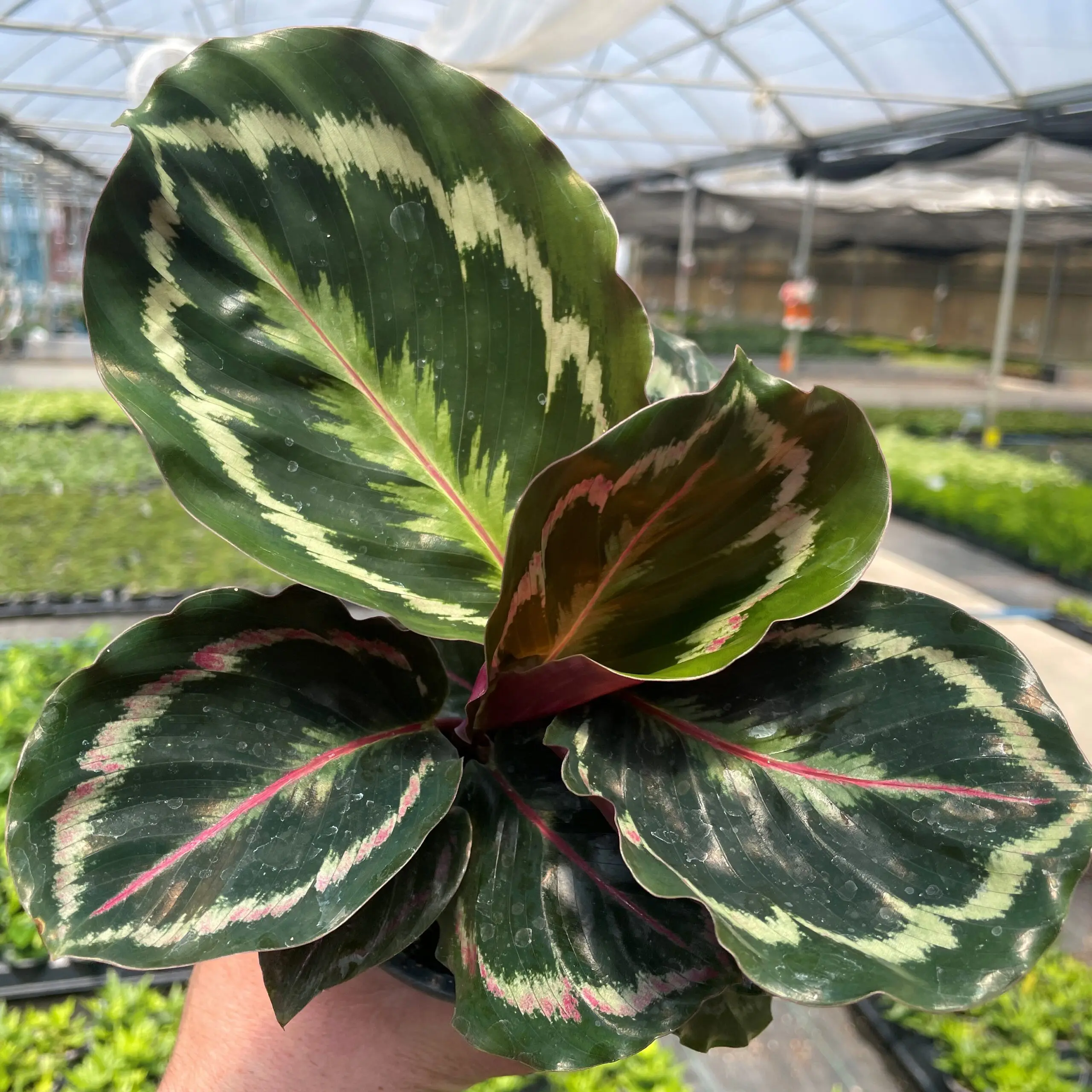 Calathea veitchiana - Medallion Prayer Plant (4.5