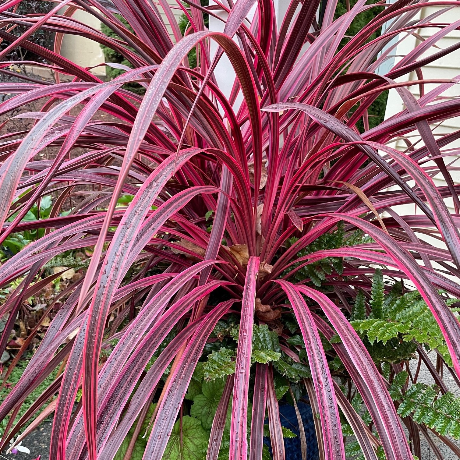 Phormium 'Evening Glow'