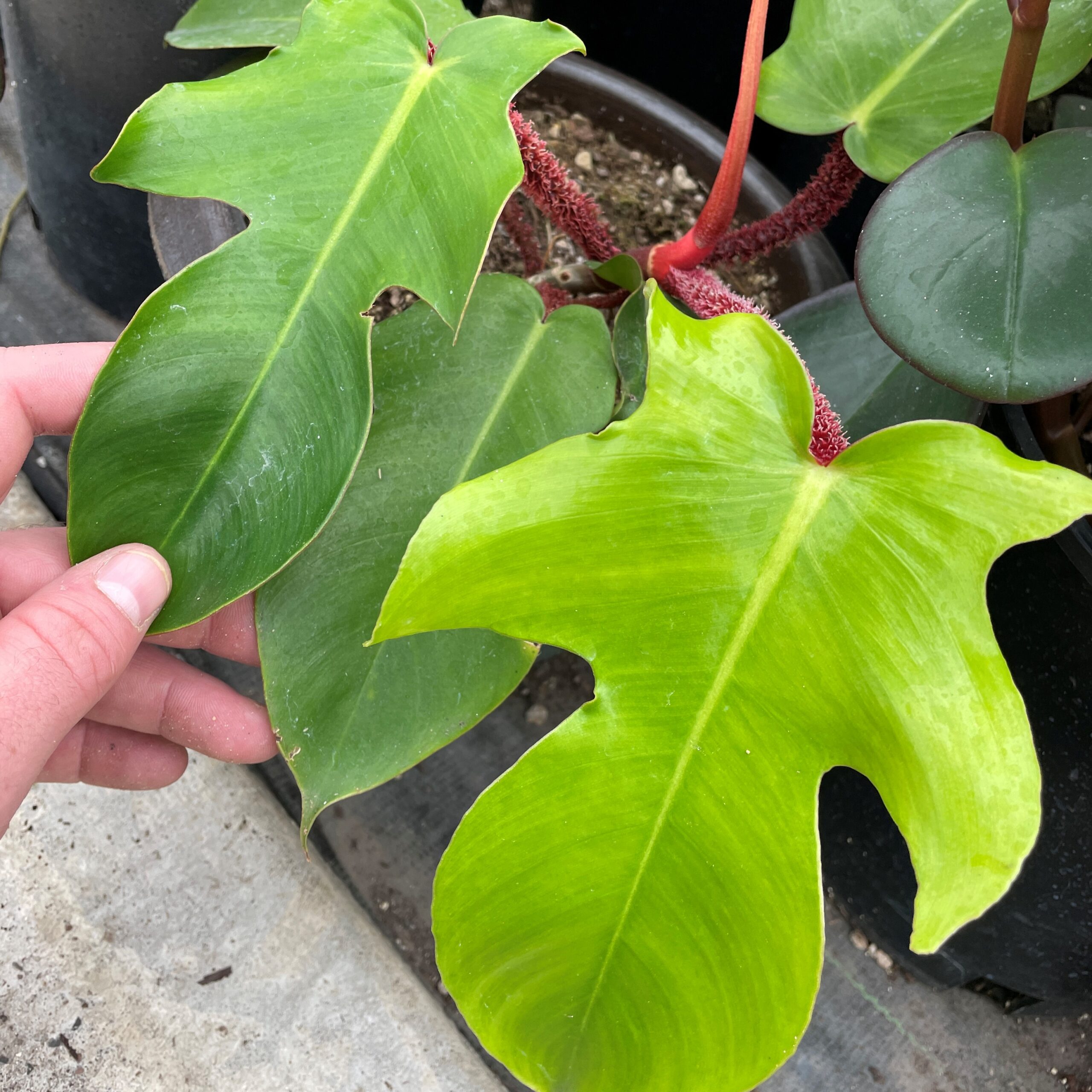 Philodendron squamiferum - Philodendron (4.5" Pot) | Little Prince To Go