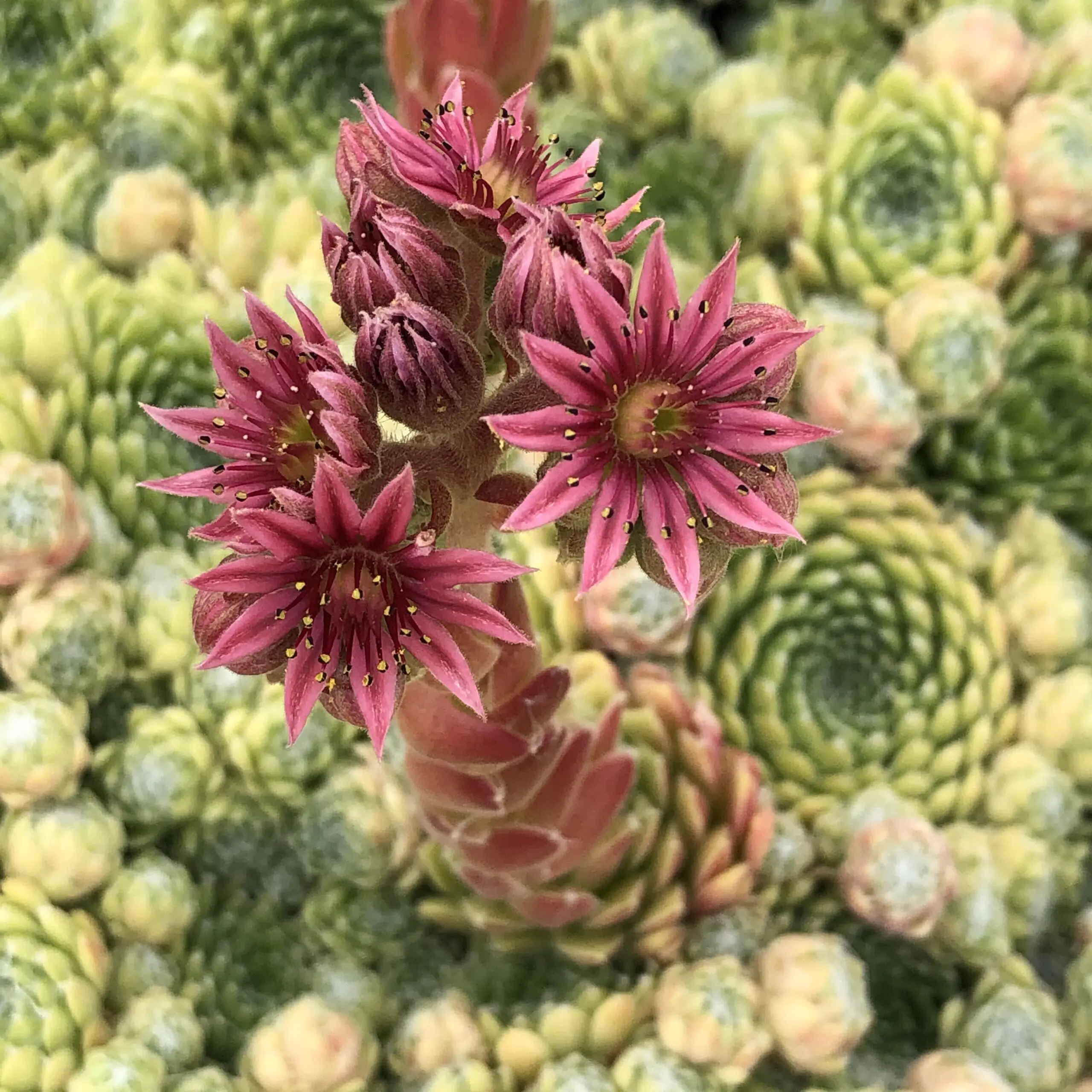 decorative pots for succulents Echeveria Elegans Succulents in Ceramic Pots 5
