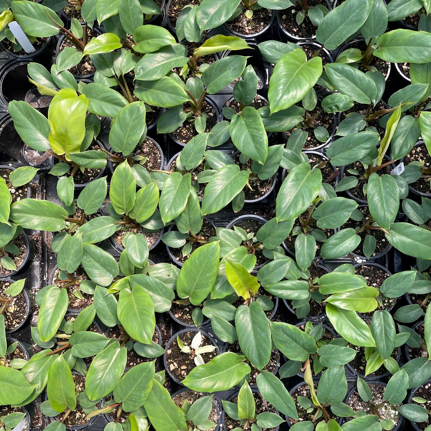 Philodendron 'Jungle Fever' (Green) (4.5" Pot) Little Prince To Go