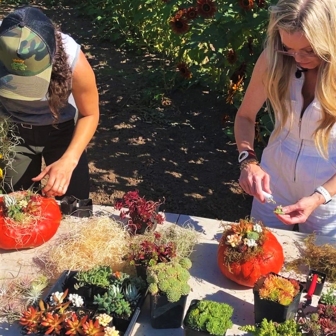 Halloween Succulent Decor (4)