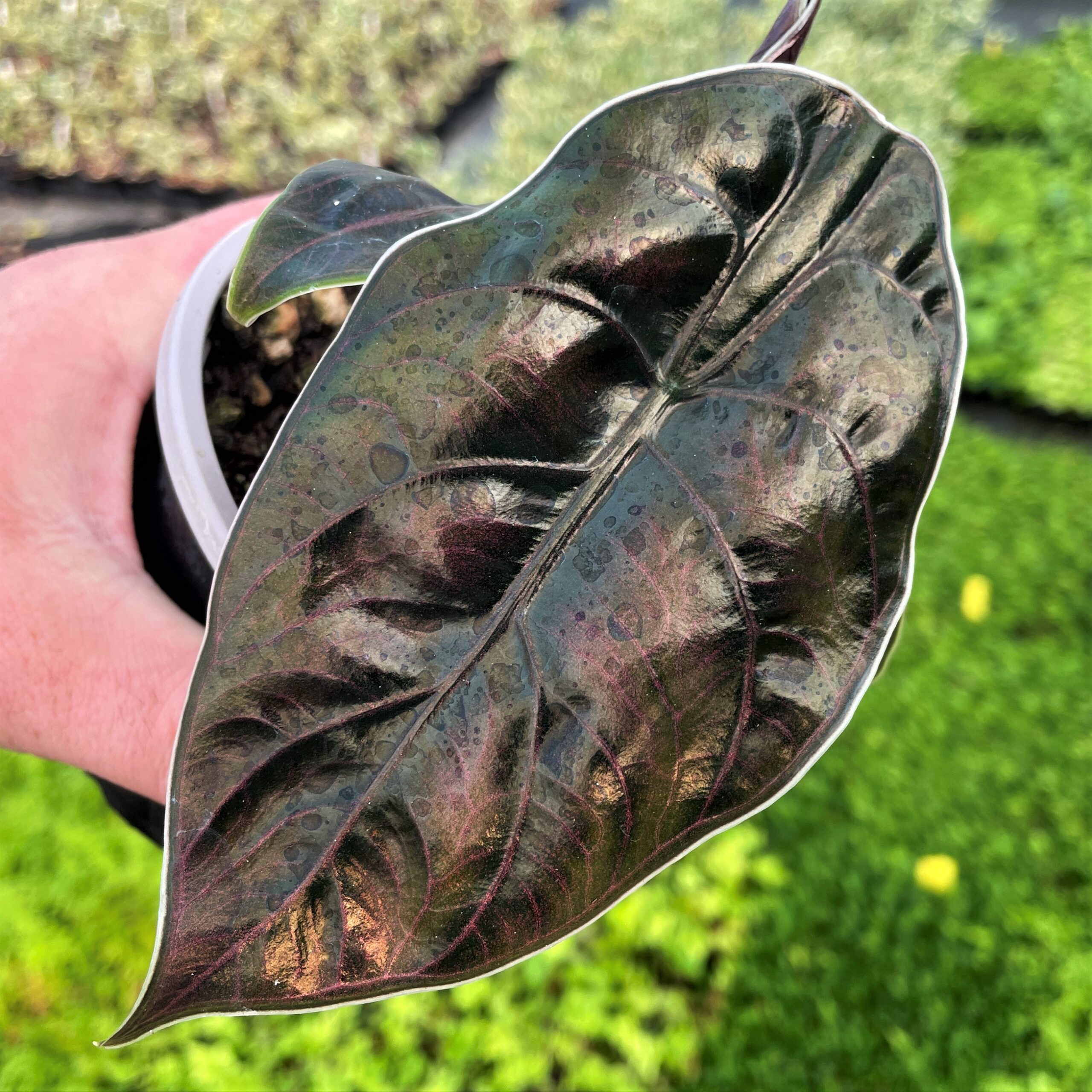 alocasia-azlanii-jewel-alocasia-4-5-pot-little-prince-of-oregon