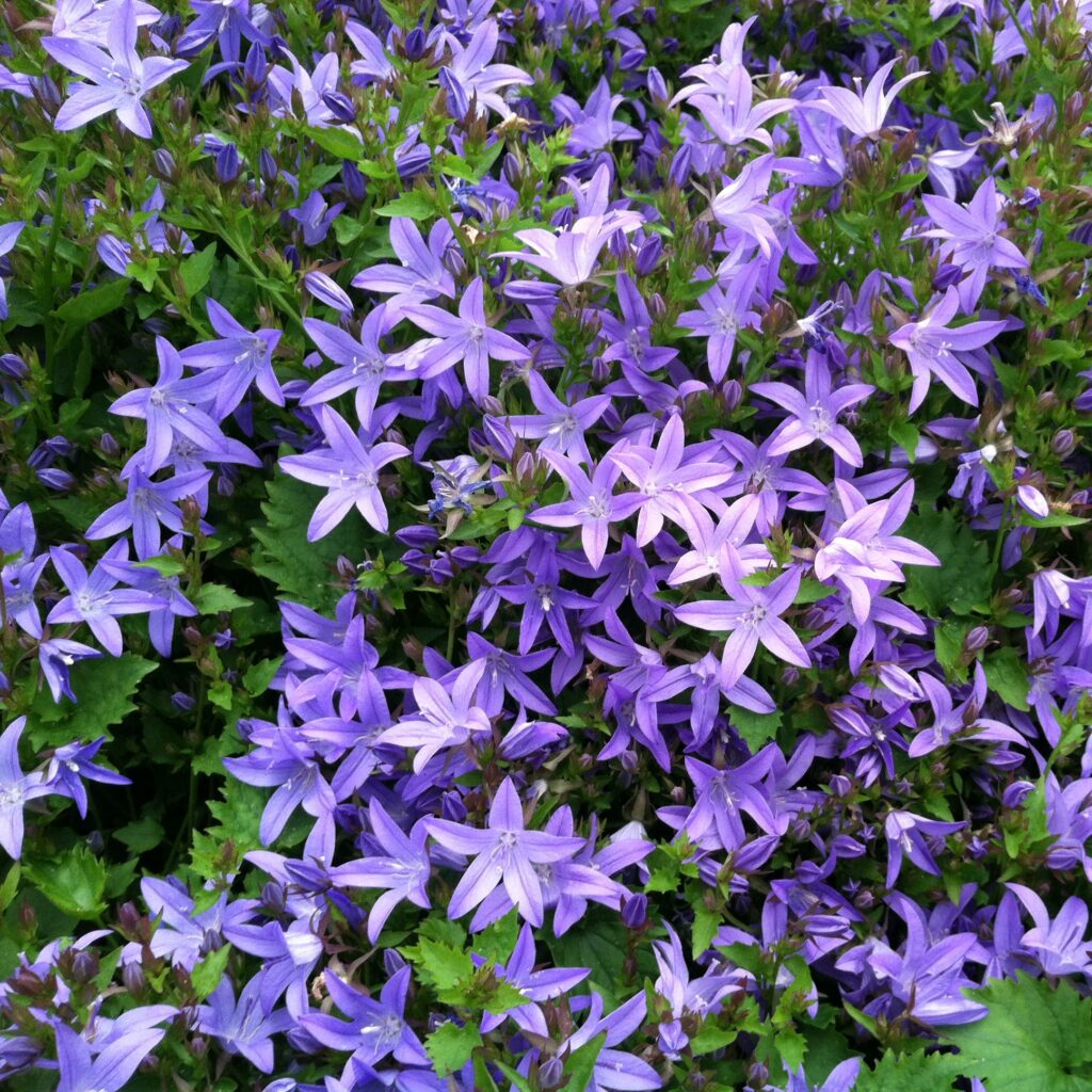 Campanula Poscharskyana Blue Waterfall Serbian Bellflower USPP Campanula Poscharskyana Blue Waterfall Serbian Bellflower USPP