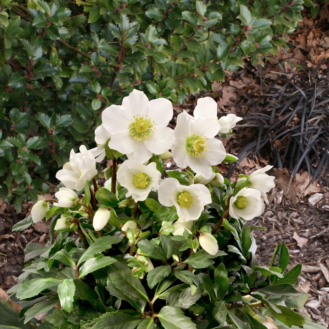 フラワーベース JUNO ジュノ グリーン  nuutajarvi Helleborus HGC® 'Jacob' - Hellebore (1 Gallon) | Little Prince of