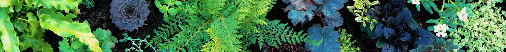 Plants Background Image