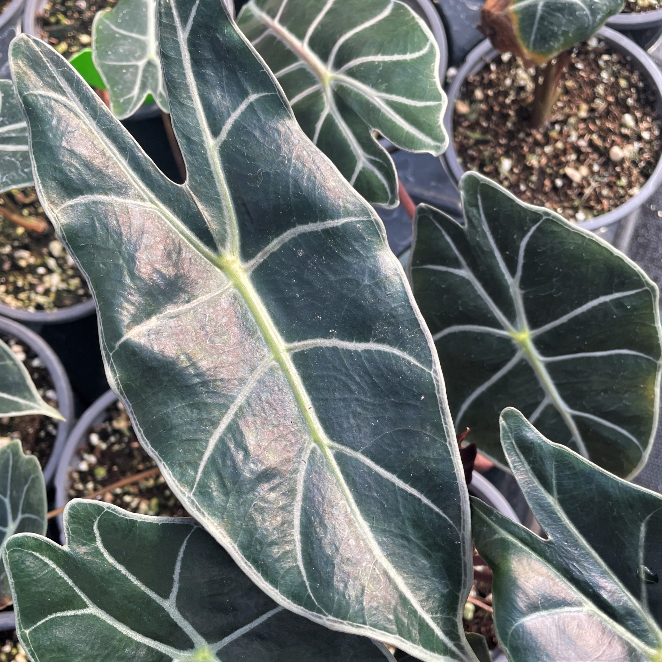 Alocasia Watsoniana White Vein Elephant Ears 4 5 Pot Little 