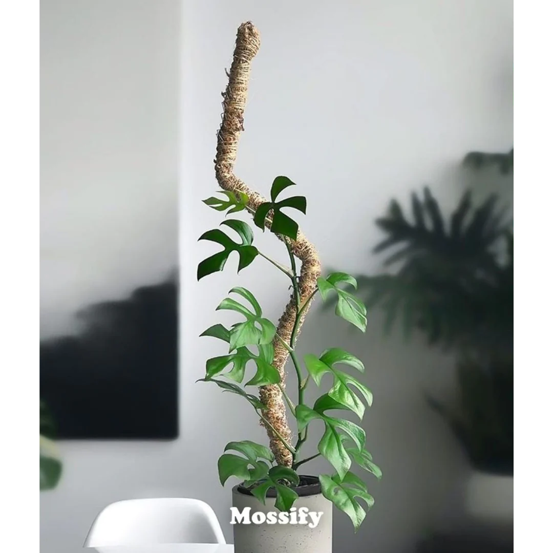 How (& Why) You Should use a Moss Pole for Plants