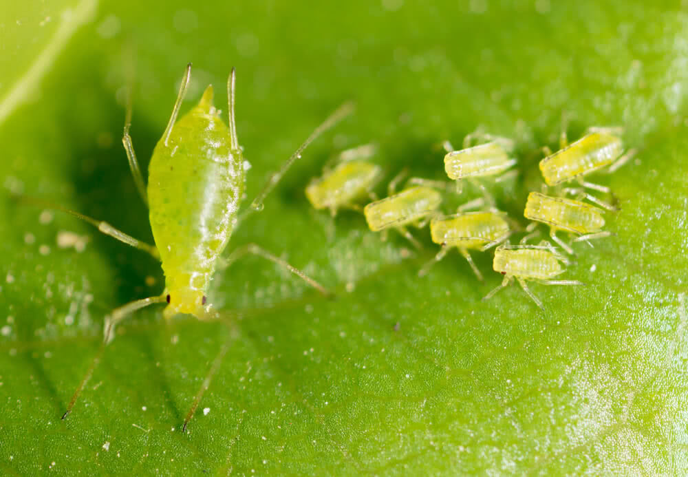 aphid family