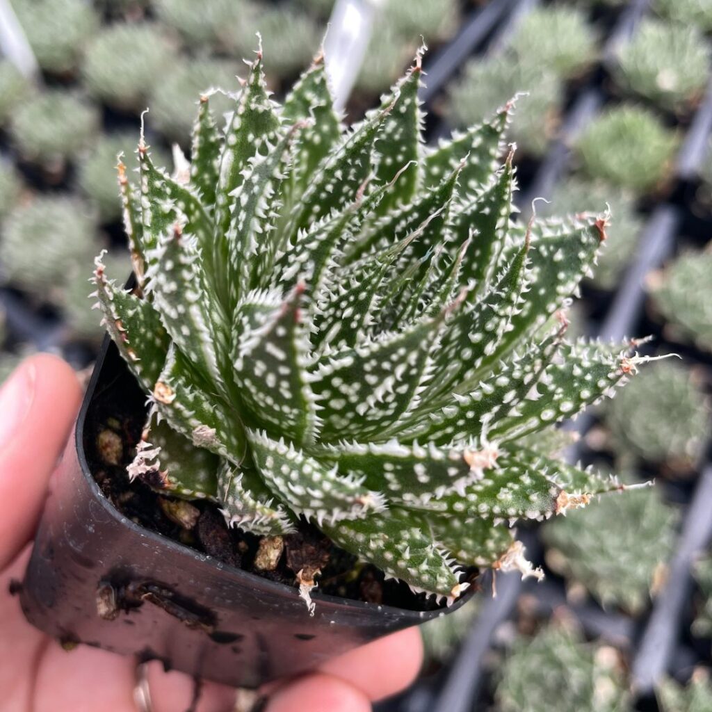 thumbnail interactive-video image 1 of Aristaloe Aristata 'Lace Aloe' Live Succulent Plant – Succulents Depot 1 of 4