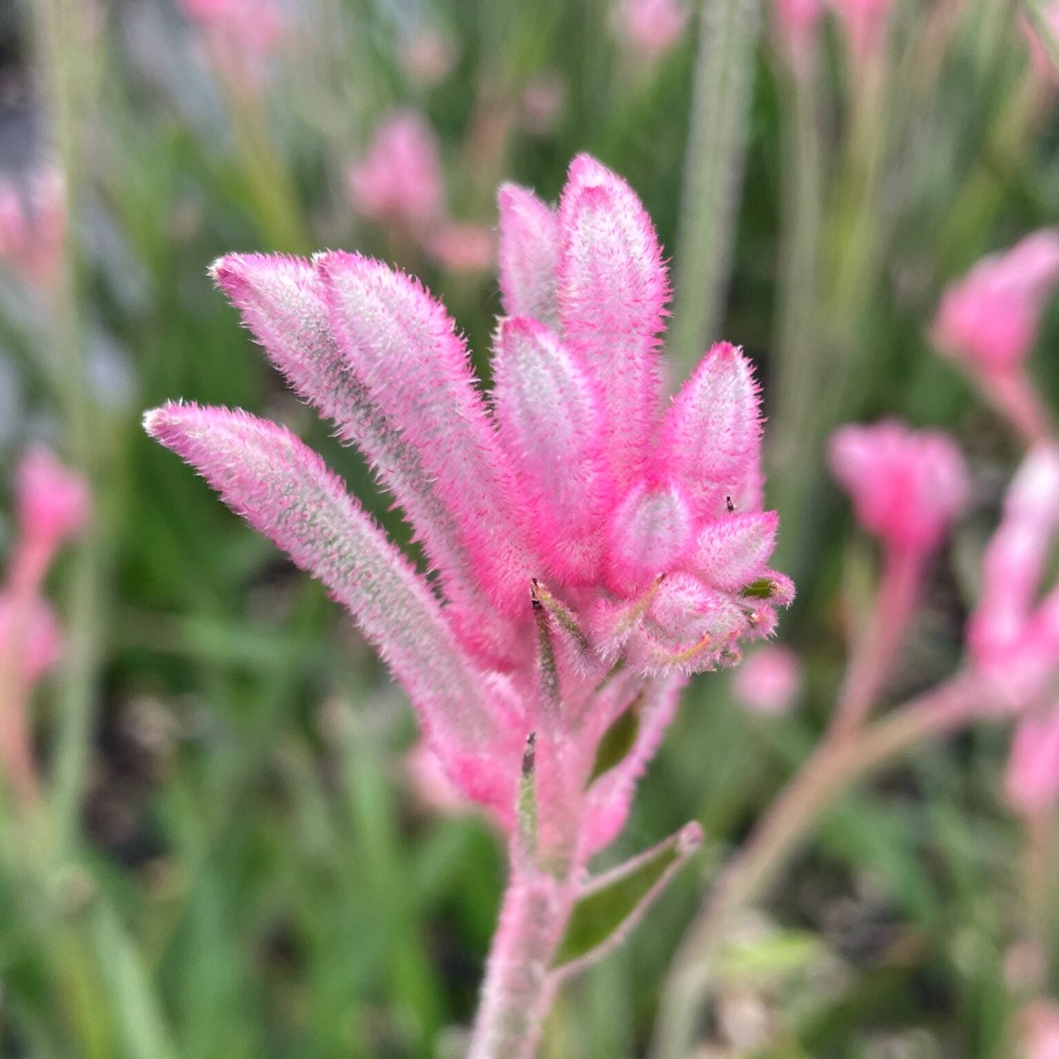 Anigozanthos 'Dwarf Pink' - Kangaroo Paw Plant (4.5" Pot) | Little Prince To Go