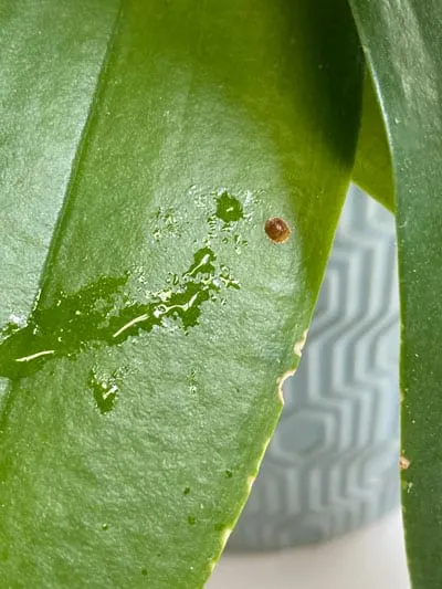 Scale Infestation Solutions: Grow Like Mike
