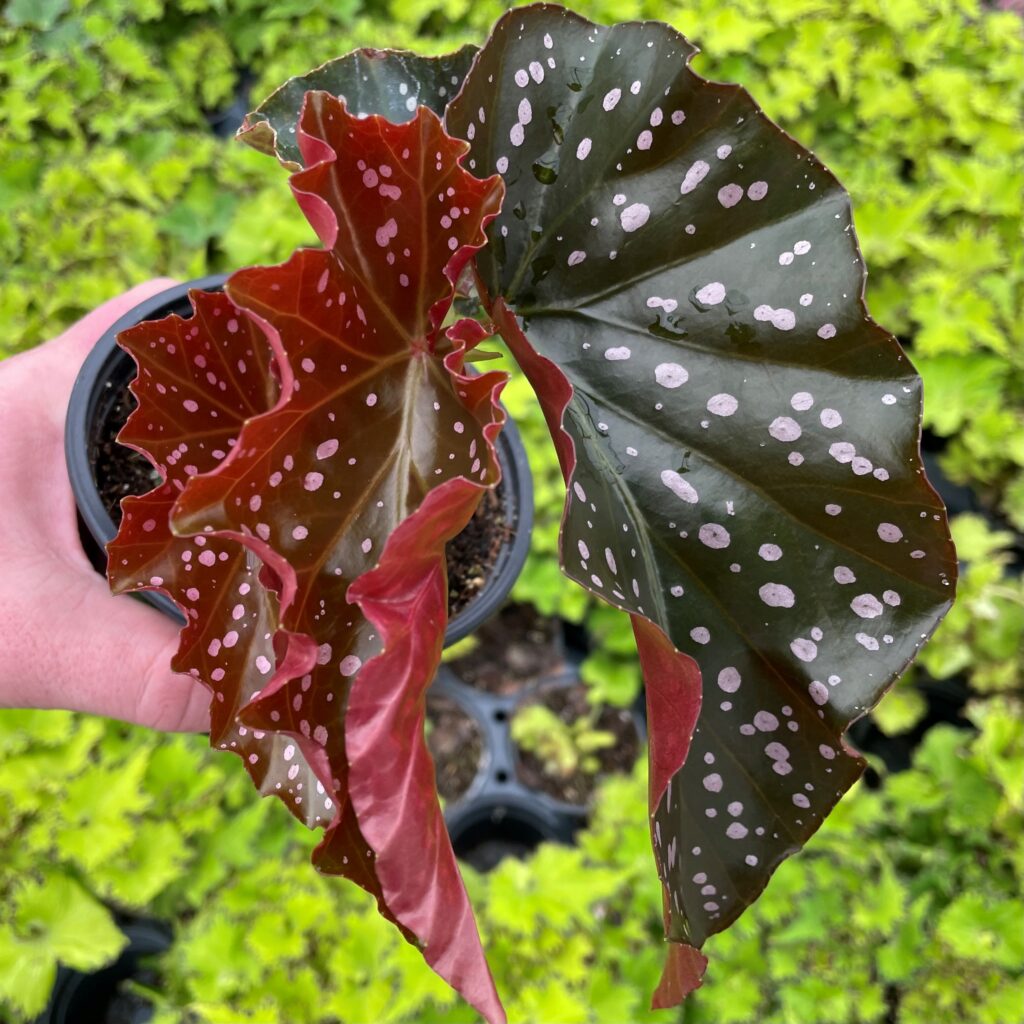 Begonia Cracklin Rosie