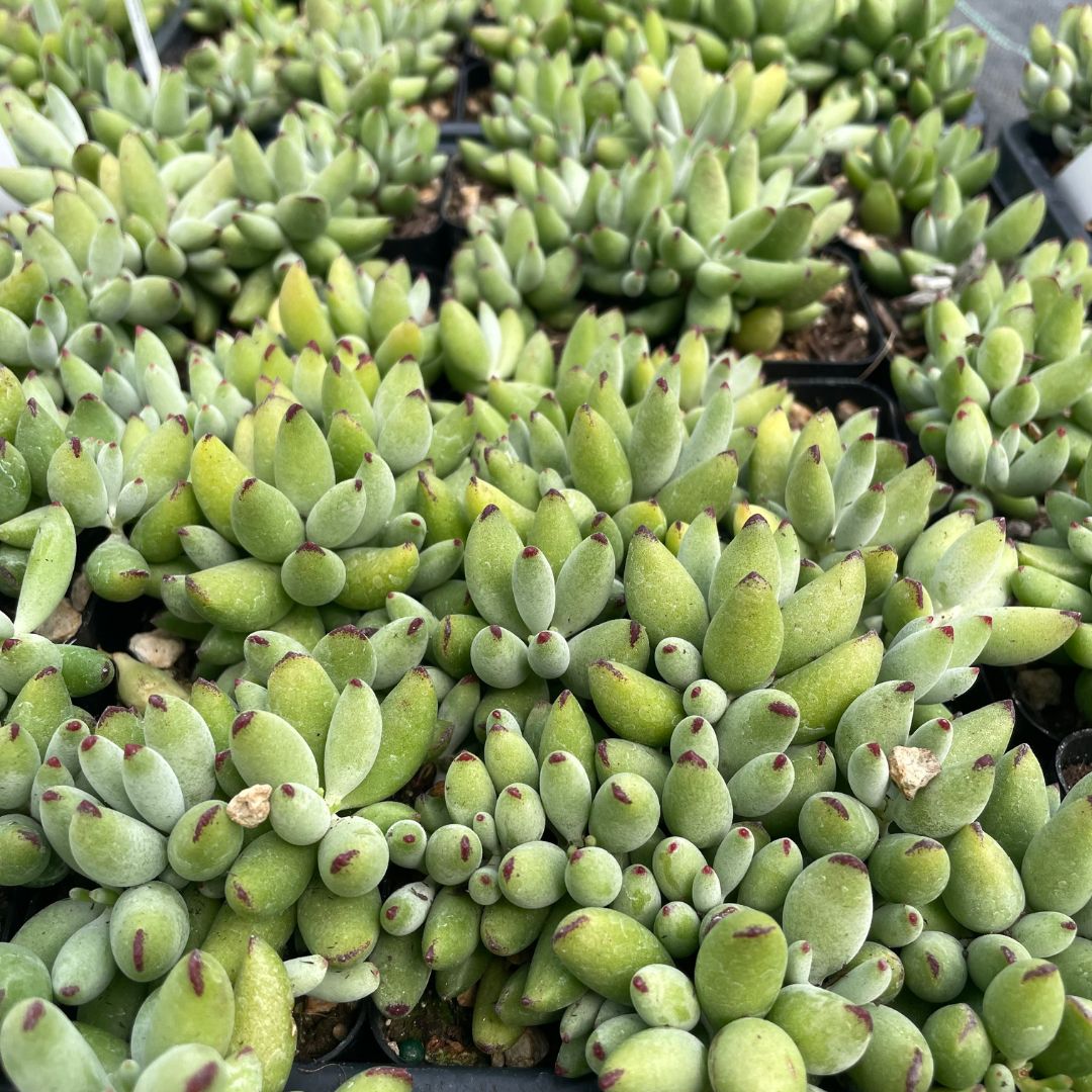 Cotyledon Orbiculata Happy Day Cotyledon 2 Pot Little Prince cotyledon-orbiculata-happy-day-cotyledon-2-pot-little-prince