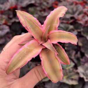 Cryptanthus ‘Pink Starlight’ – Earth Stars Bromeliad (2″ Pot)