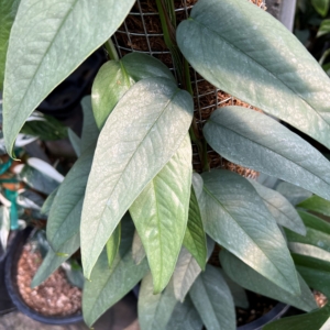Epipremnum pinnatum ‘Cebu Blue’ – 4.5″ Round
