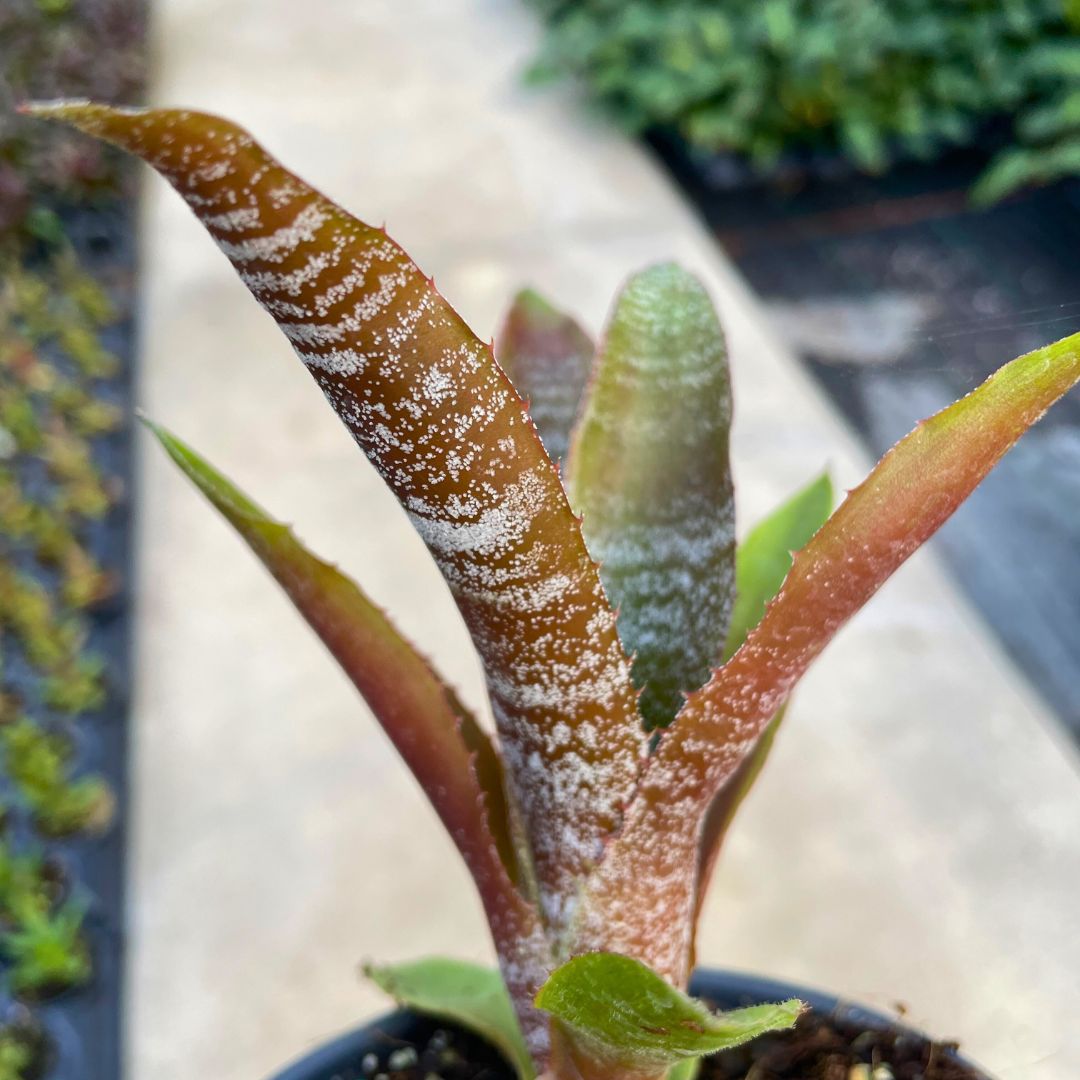Hohenbergia 'Chocolate Tiger' - Bromeliad (4.5