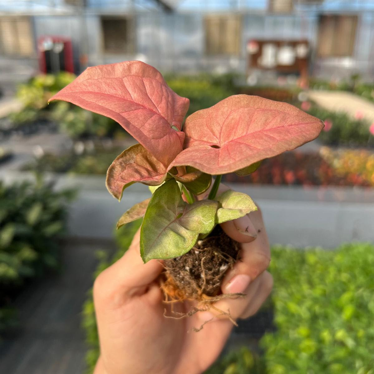Pink leaf houseplant grower ready plant plug for sale with good roots showing