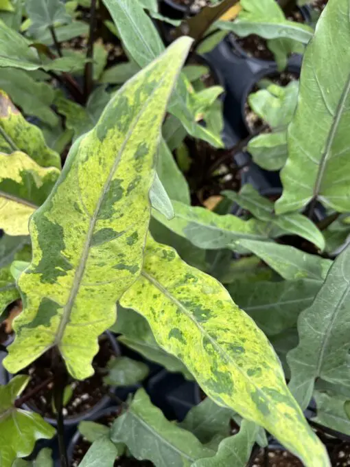 その他観葉植物 Alocasia Lauterbachiana Albo variegata Alocasia Lauterbachiana Variegated Albo – Prop & Grow Plant Shop