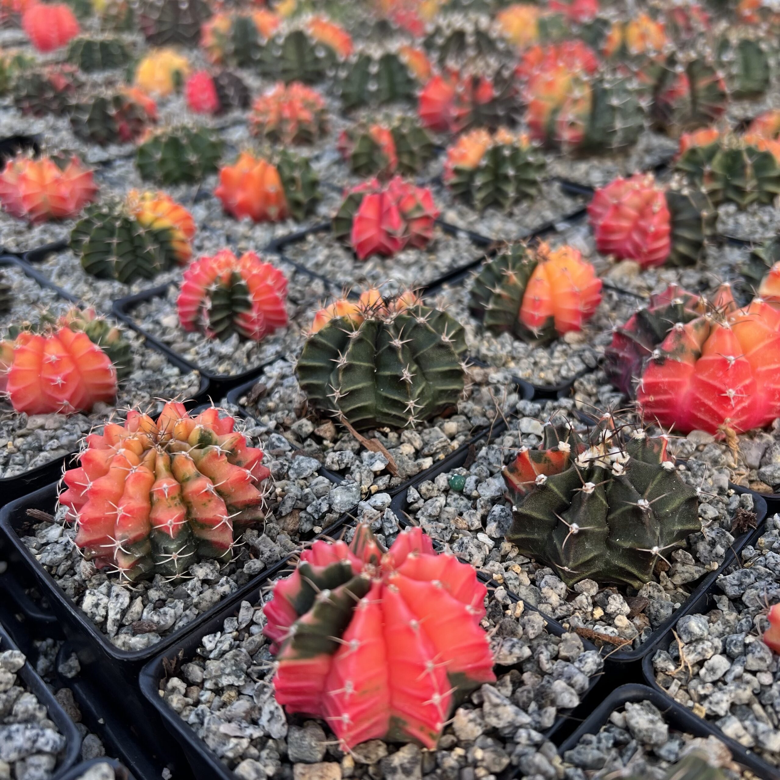 Gymnocalycium mihonavichii 'Variegata' (2