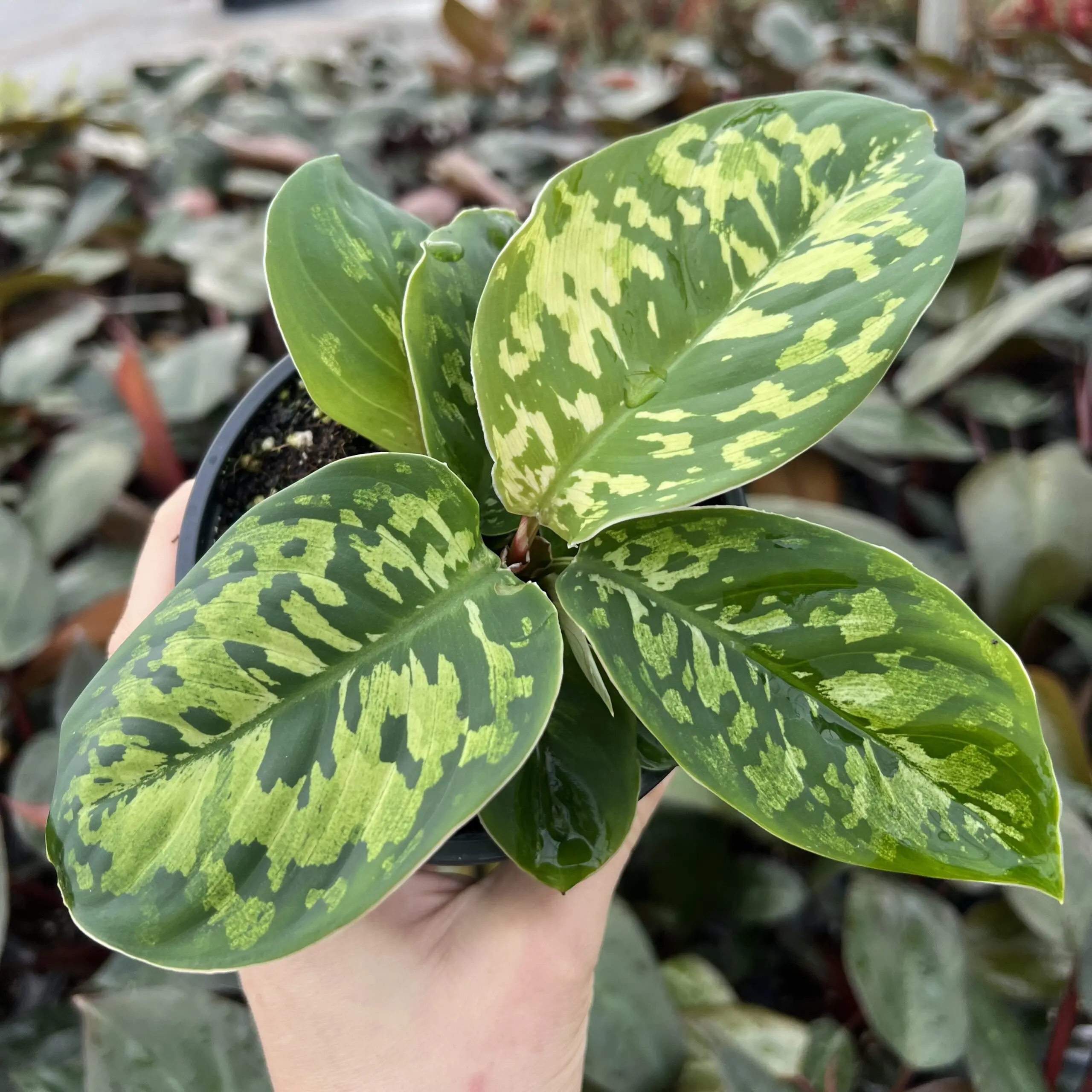 https://littleprinceplants.com/wp-content/uploads/2023/11/Homalomena-Camouflage-scaled.jpg.webp?utm_source=chatgpt.com