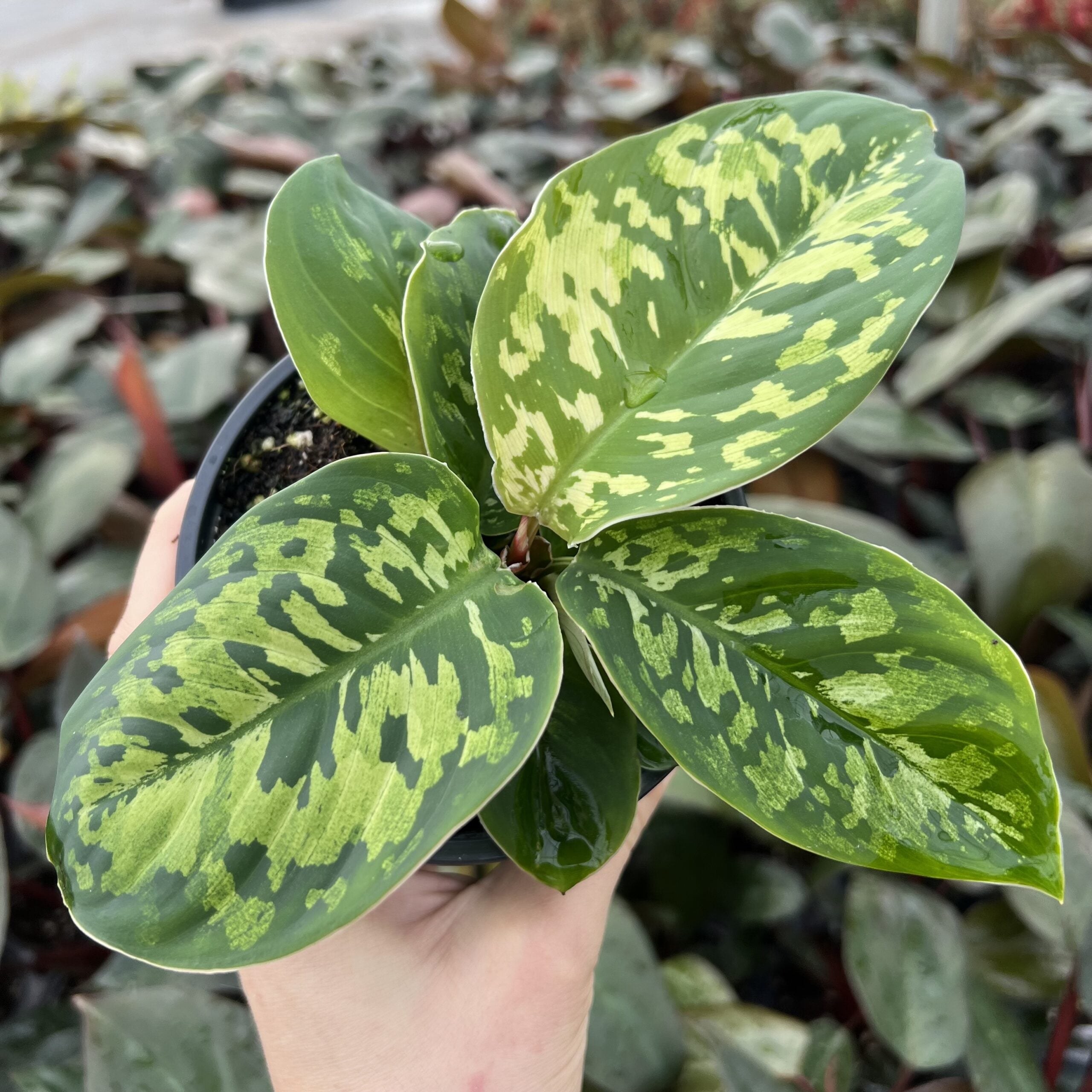 https://littleprinceplants.com/wp-content/uploads/2023/11/Homalomena-Camouflage-scaled.jpg?utm_source=chatgpt.com