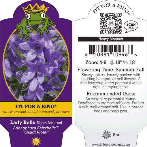 Adenophora Fairybells™ 'Gaudi Violet' - Lady Bells (4.5