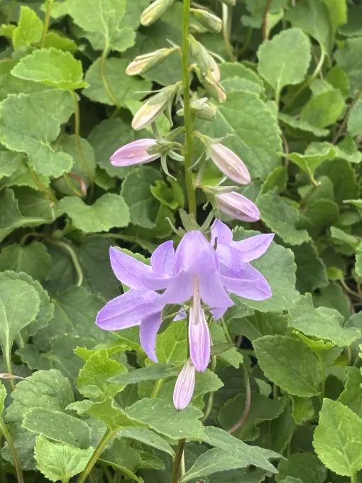 Adenophora Fairybells™ 'Gaudi Violet' - Lady Bells (4.5