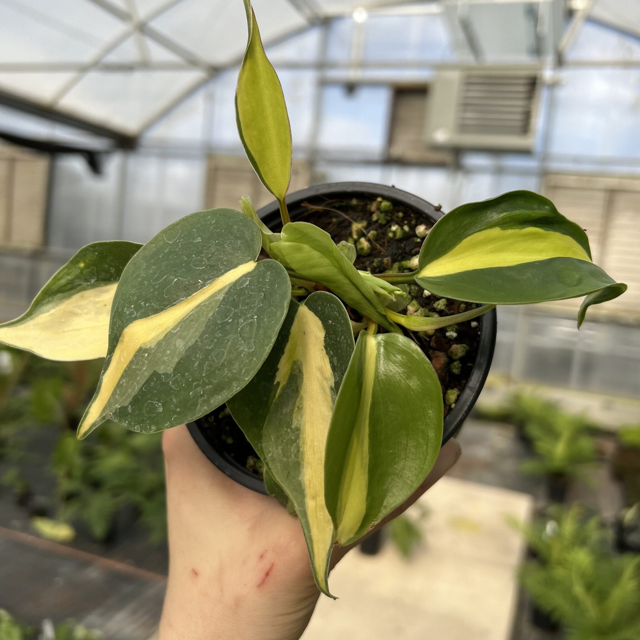 Philodendron 'Brasil' - Heartleaf Philodendron (4.5" Pot) | Little