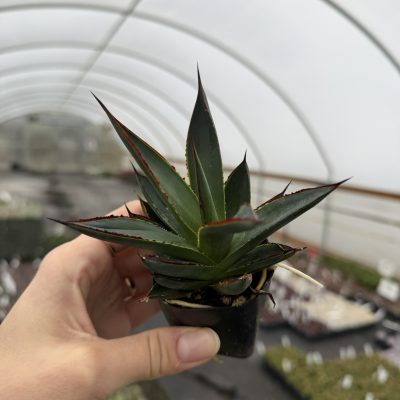 Agave 'Blue Glow'™ - Century Plant (2" Pot)