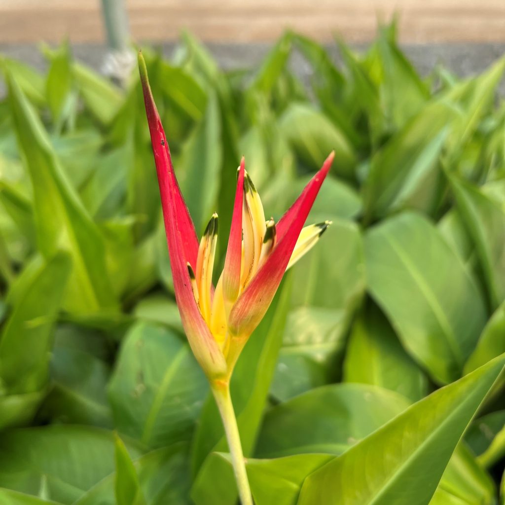 Heliconia psittacorum - Parrot Heliconia (4.5