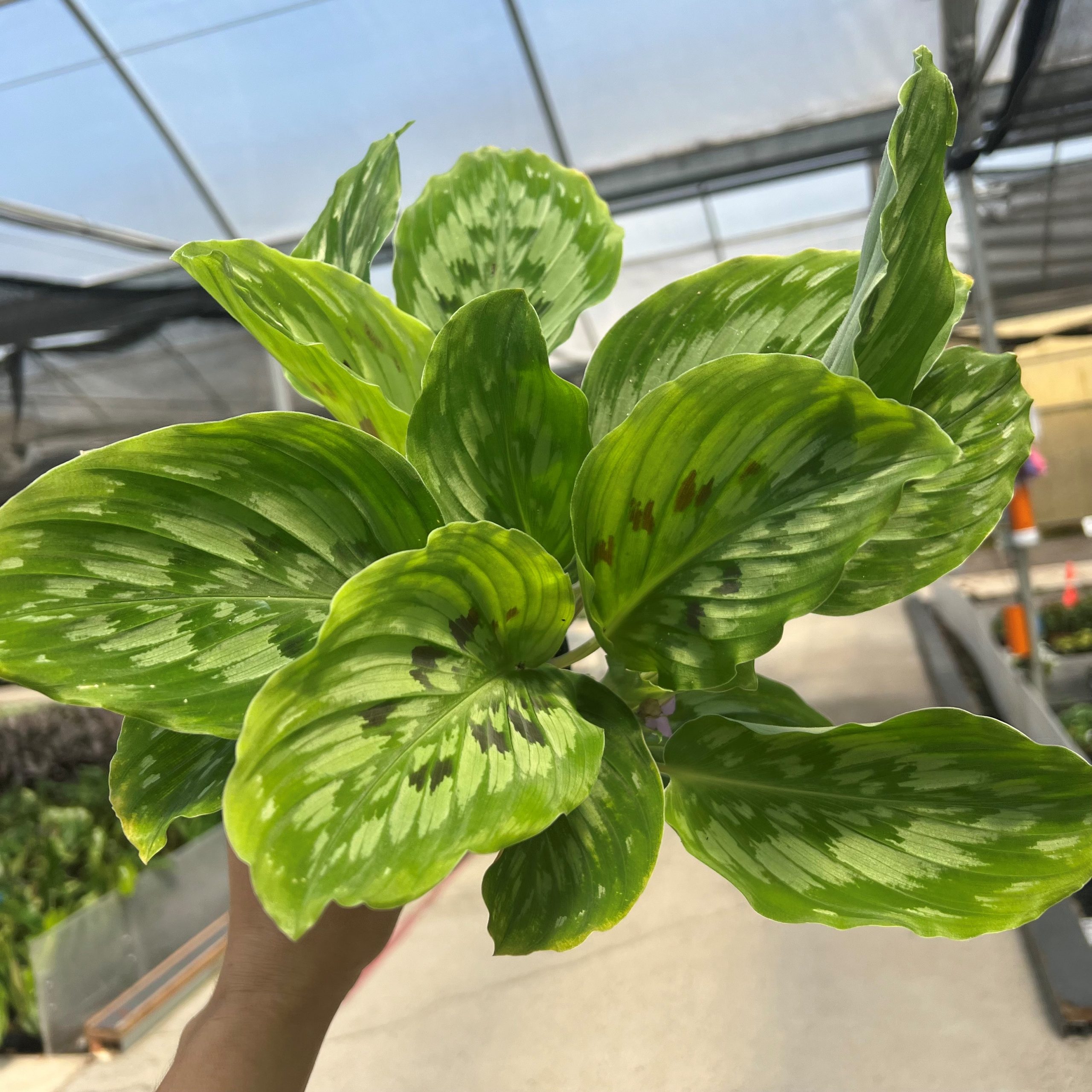 Kaempferia Fanciful Peacock™ 'Shazam' - Peacock Ginger (4.5