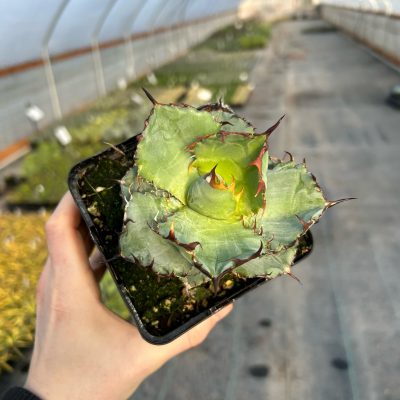 Agave titanota 'Black and Blue' 4.5" Tall