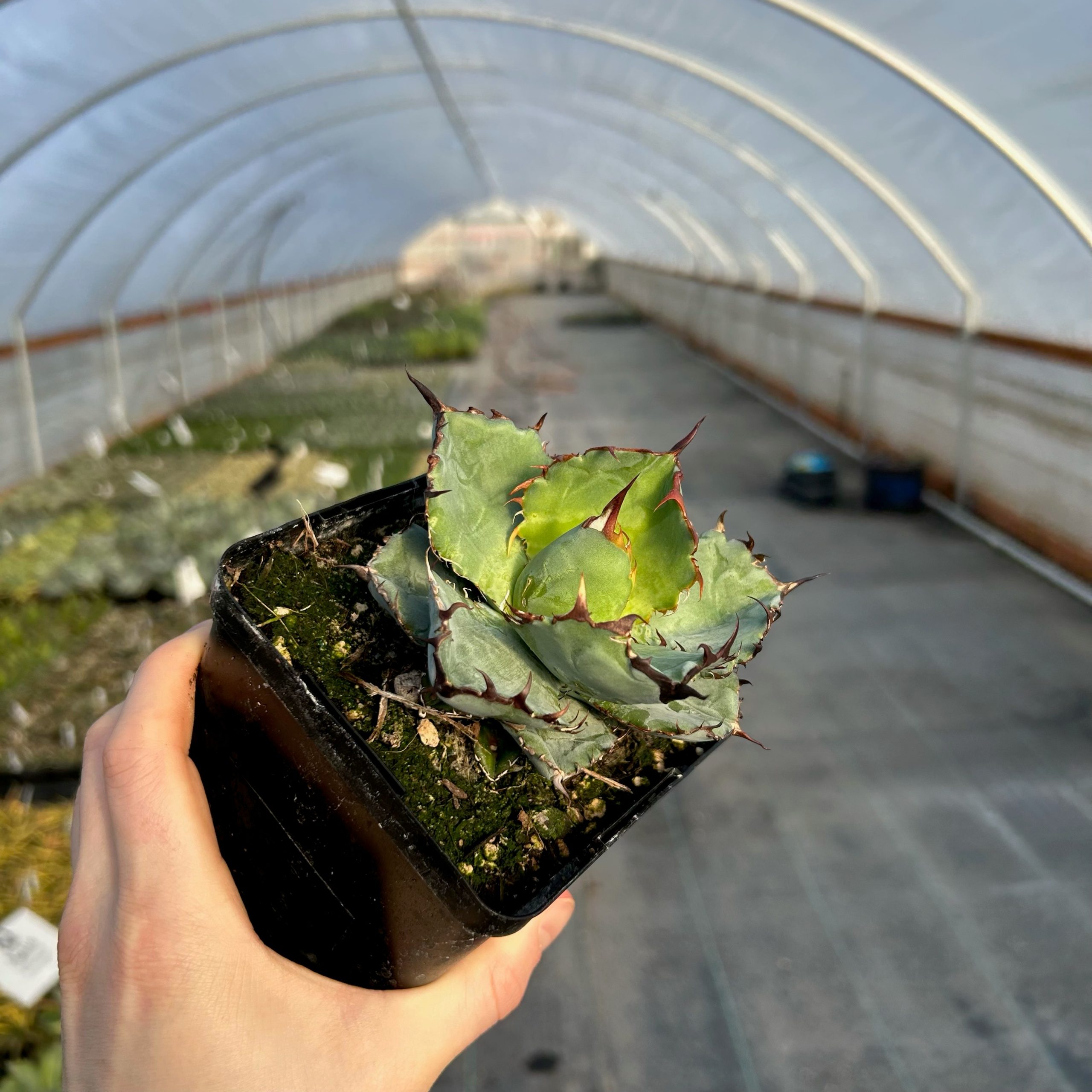 Agave titanota 'Black and Blue' 4.5