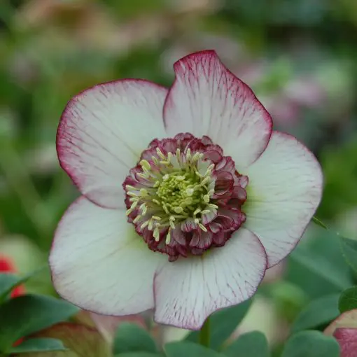 Helleborus Winter Jewels® 'Cherry Blossom' - Hellebore (1 Gallon)