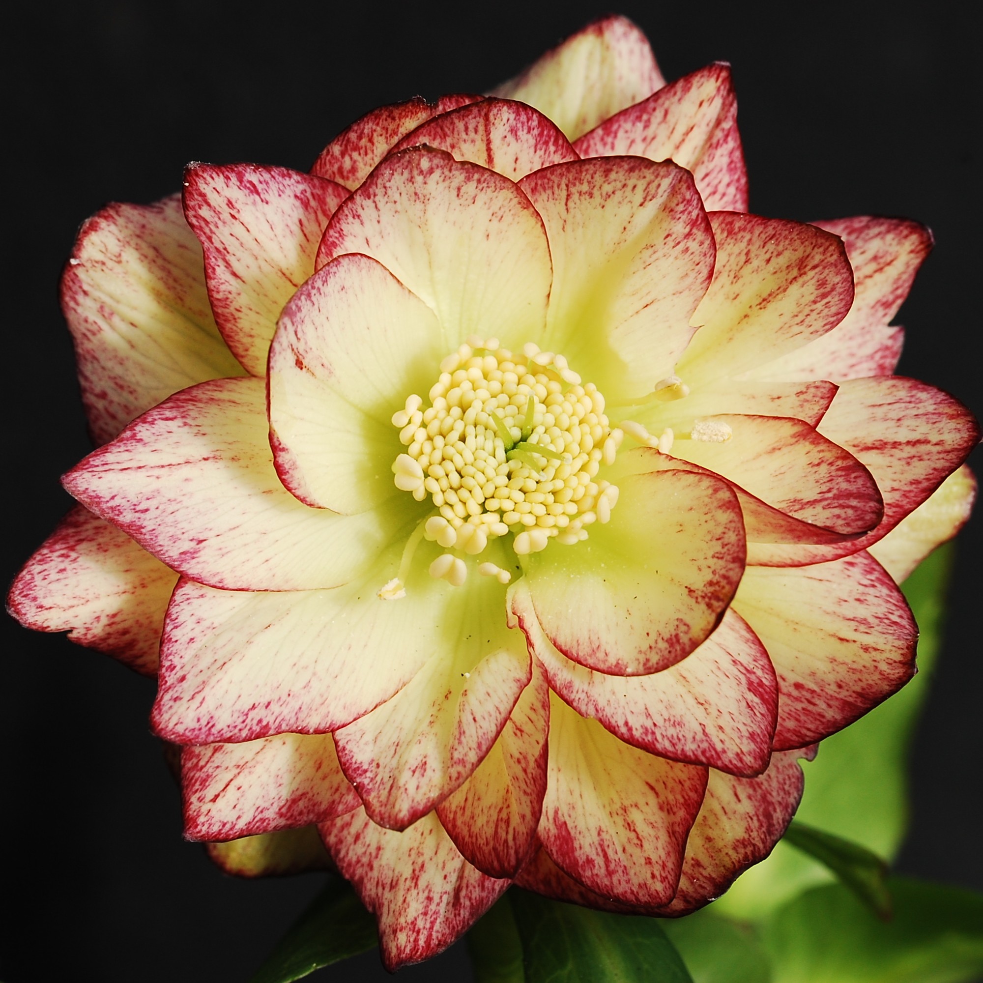 Helleborus Winter Jewels® 'Sun Flare' - Hellebore (1 Gallon)