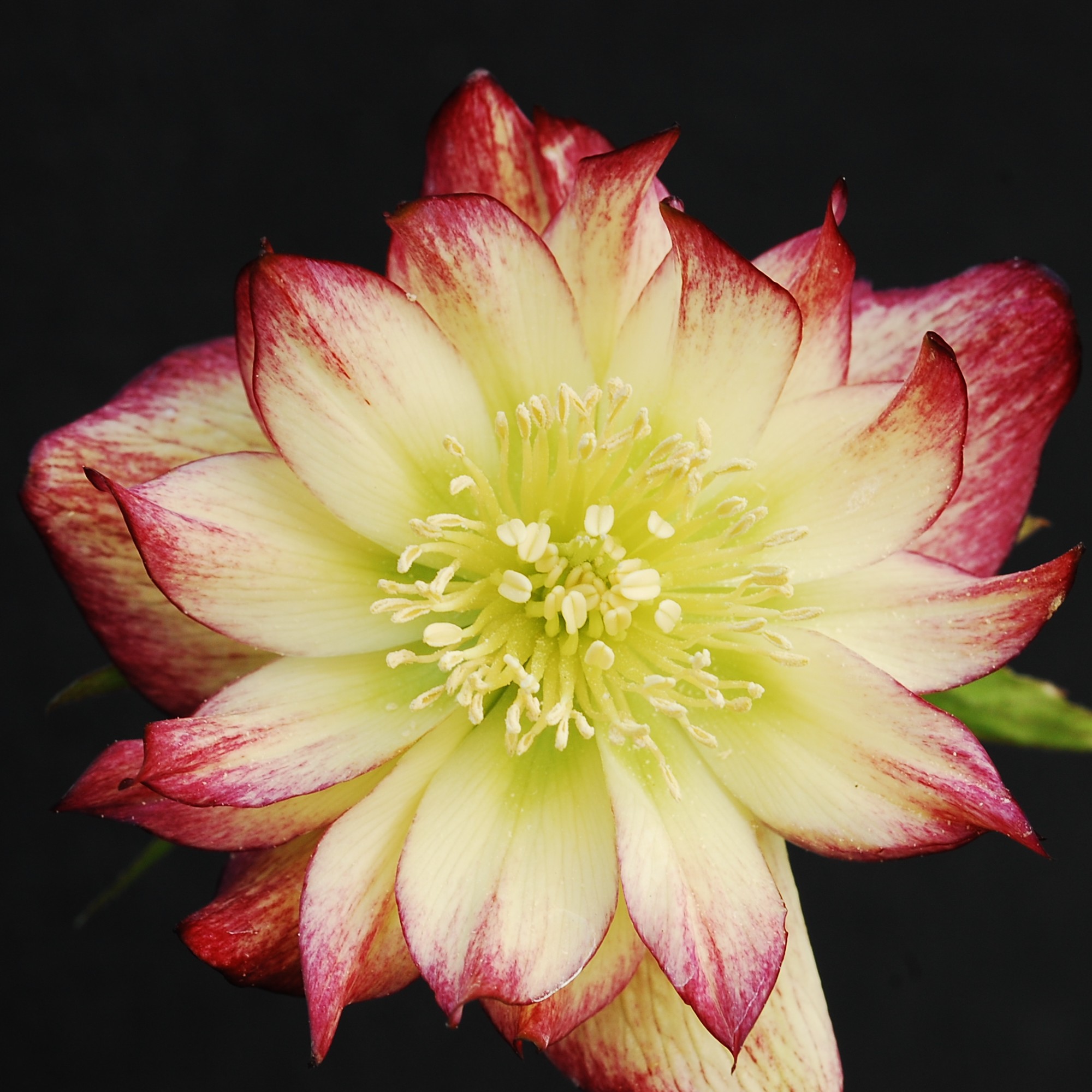 Helleborus Winter Jewels® 'Sun Flare' - Hellebore (1 Gallon)
