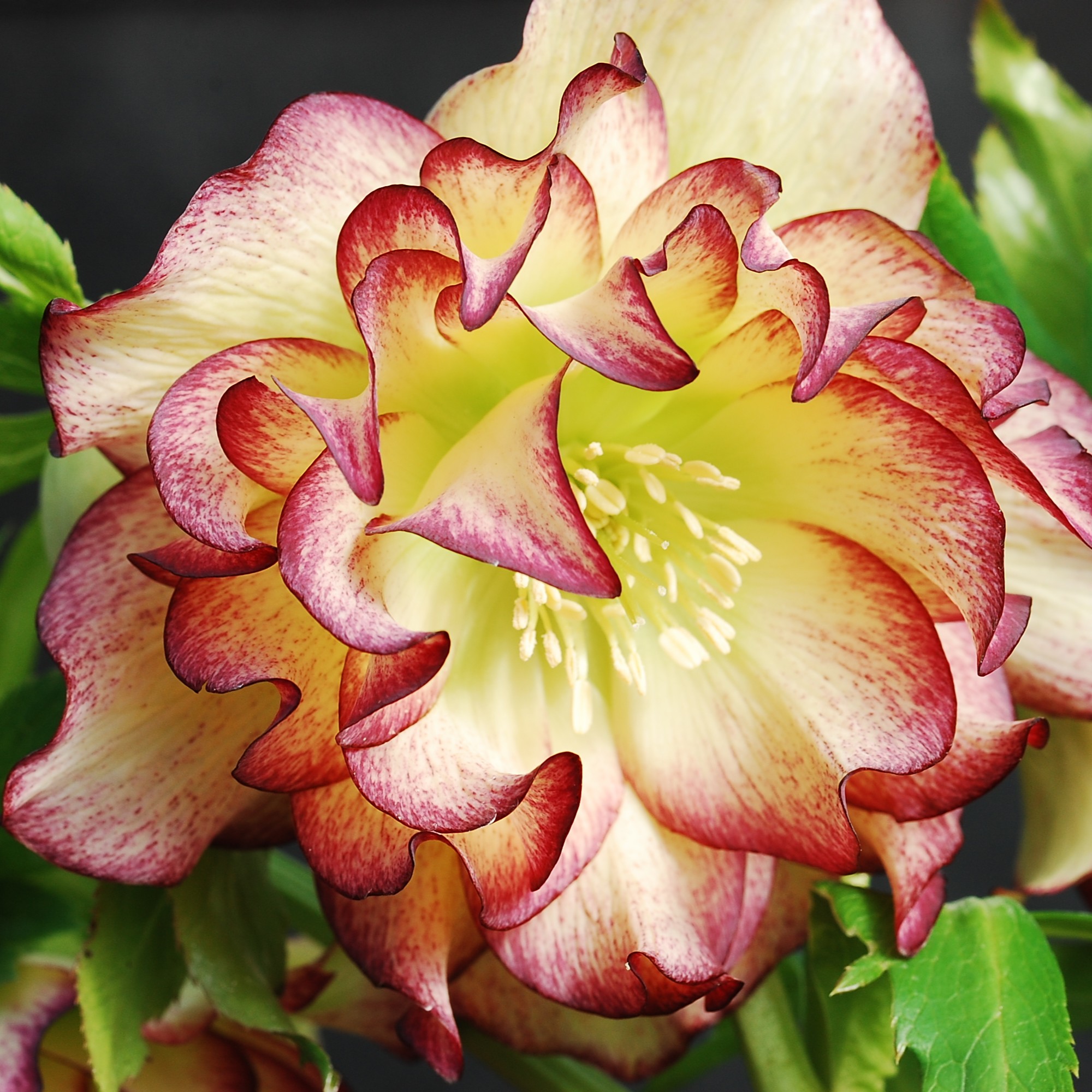 Helleborus Winter Jewels® 'Sun Flare' - Hellebore (1 Gallon)
