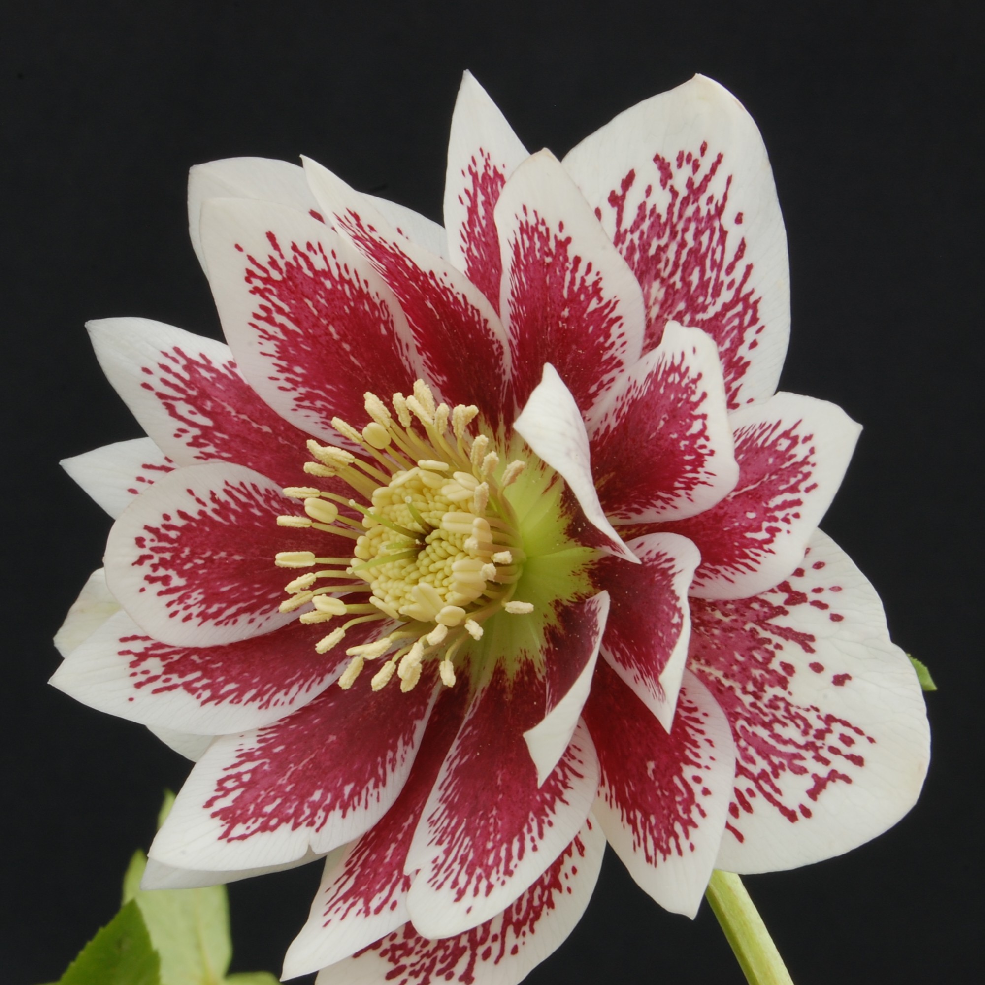 Helleborus Winter Jewels® 'Double Painted' - Hellebore (1 Gallon)