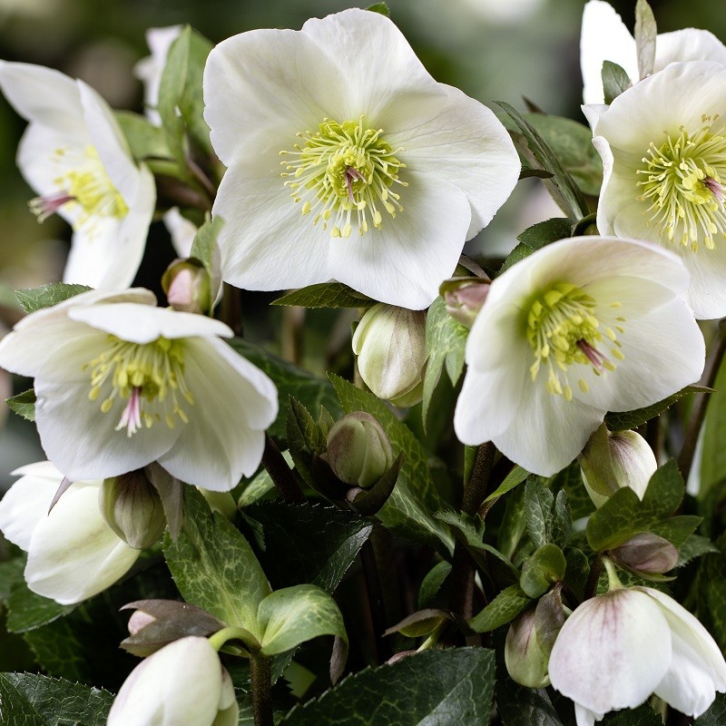 Helleborus HGC® Ice N' Roses® 'Mia Marble' - Hellebore (1 Gallon)
