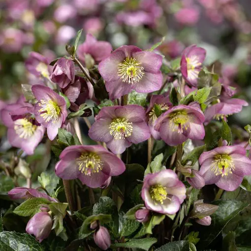 Helleborus HGC® Ice N' Roses® 'Mindy Marble' - Hellebore (1 Gallon)