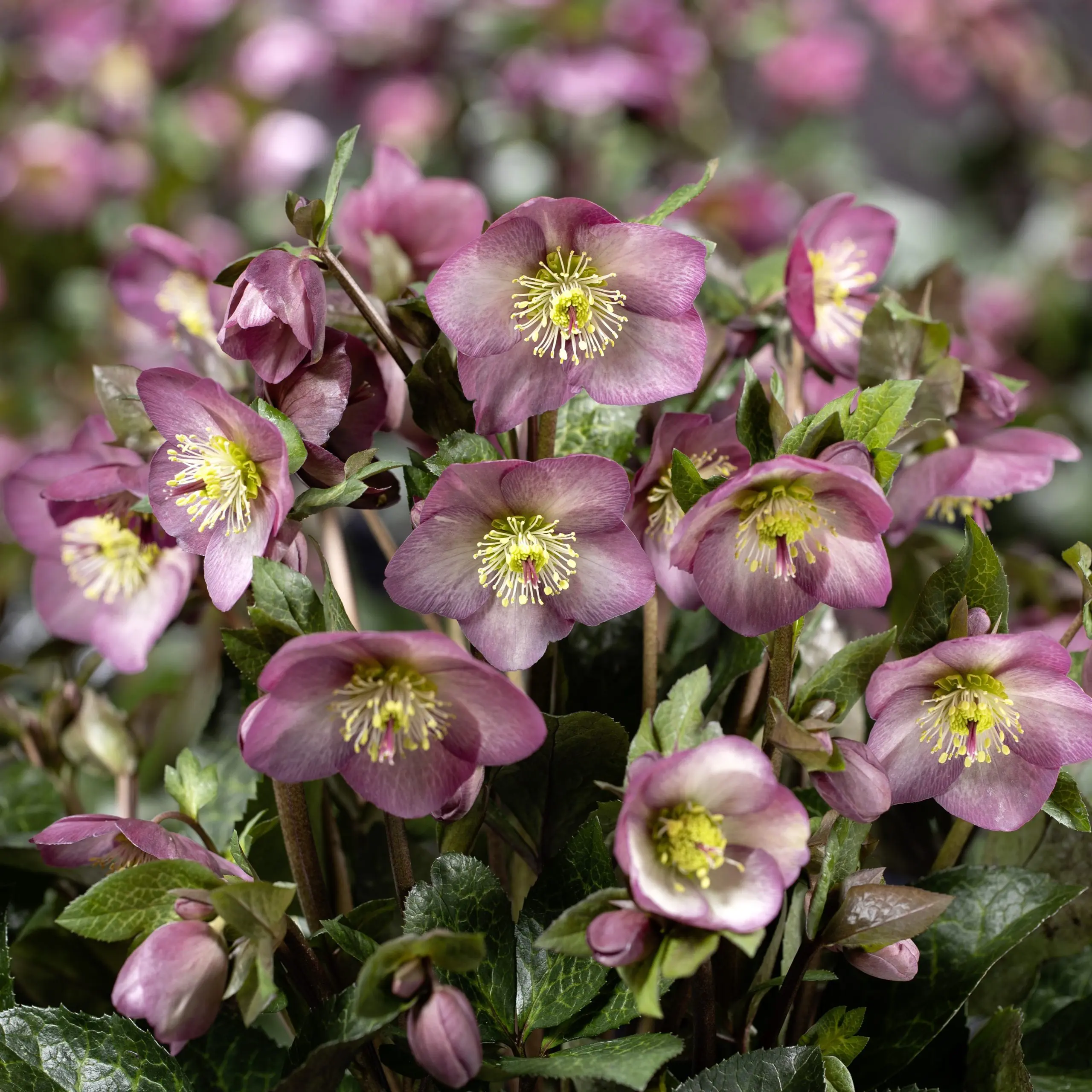 Helleborus HGC® Ice N' Roses® 'Mindy Marble' - Hellebore (1 Gallon)