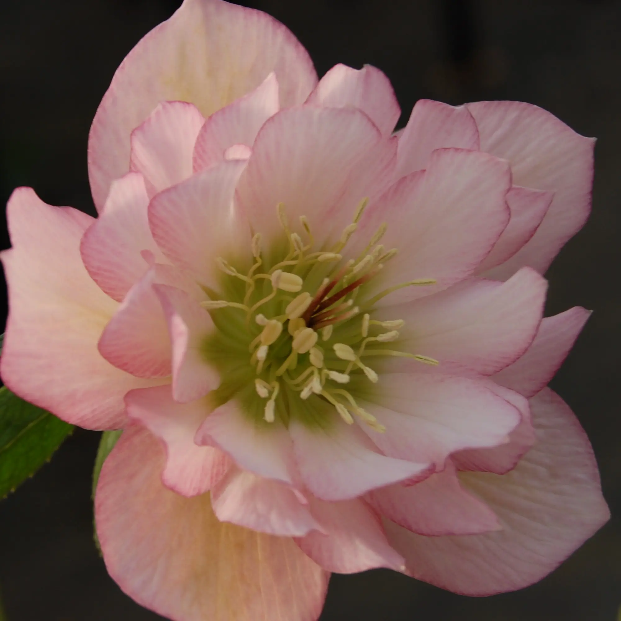 Helleborus Winter Jewels® 'Cotton Candy' - Hellebore (1 Gallon)