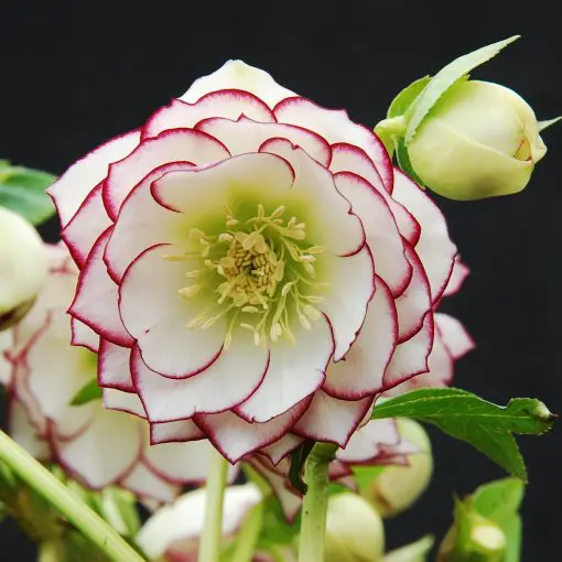 Helleborus Winter Jewels® 'Fire and Ice' - Hellebore (1 Gallon)