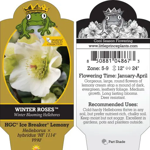 Helleborus Ice Breaker® Lemony - Hellebore (1 Gallon) | Little