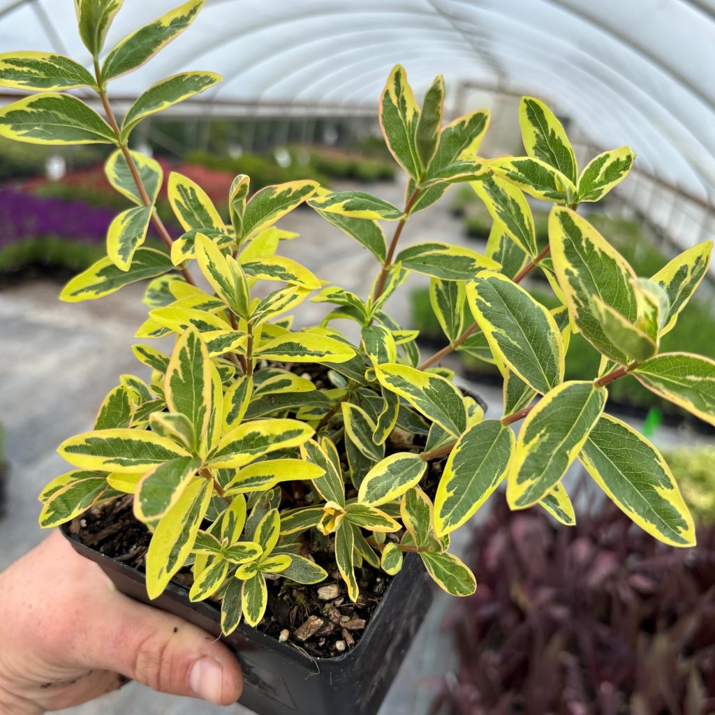 Hypericum Variagated Hypericum calycinum 'Fiesta' - Fiesta St. John's Wort (4.5