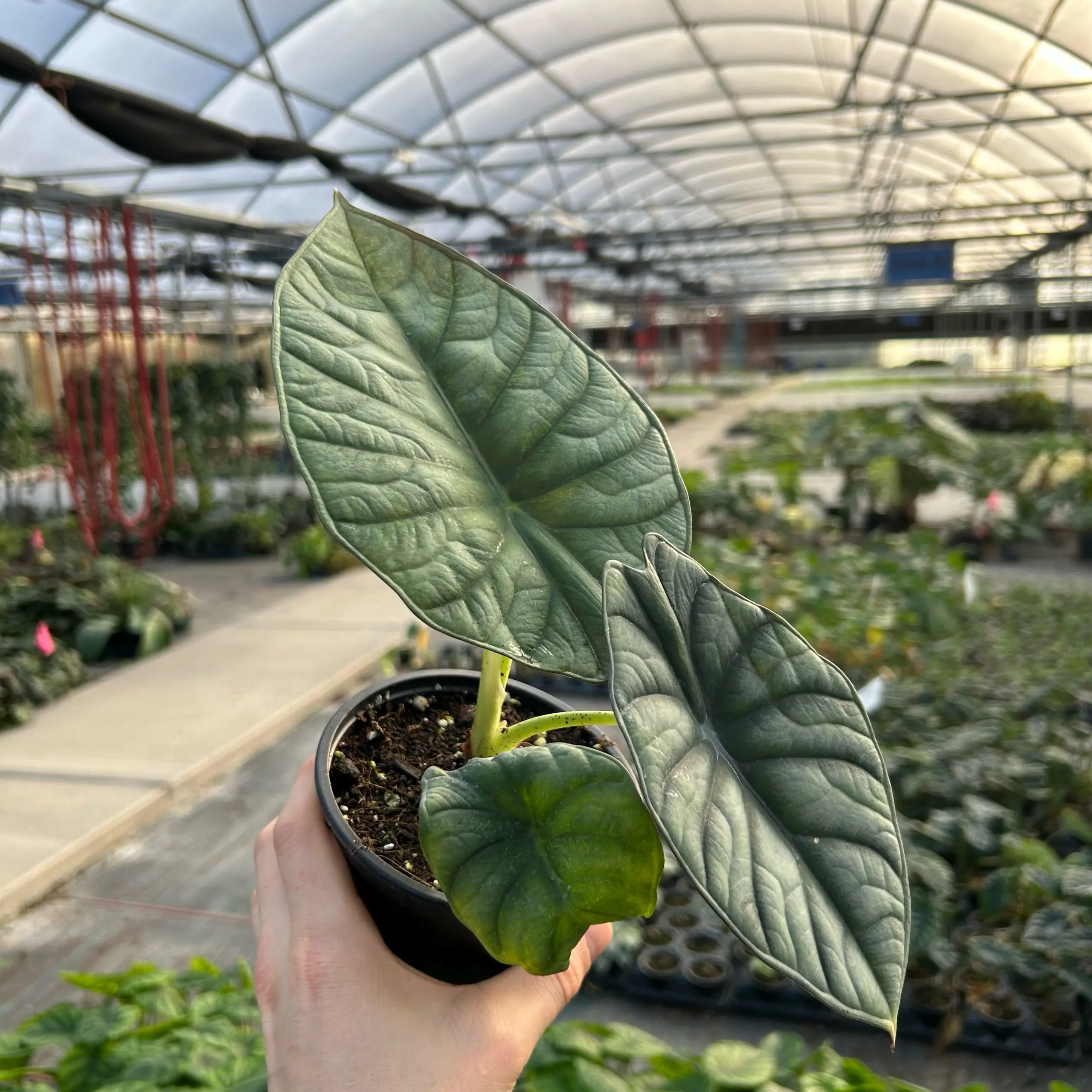 NGC イスラエル 4枚セット Alocasia nebula 'Imperialis' - Elephant Ears (4.5