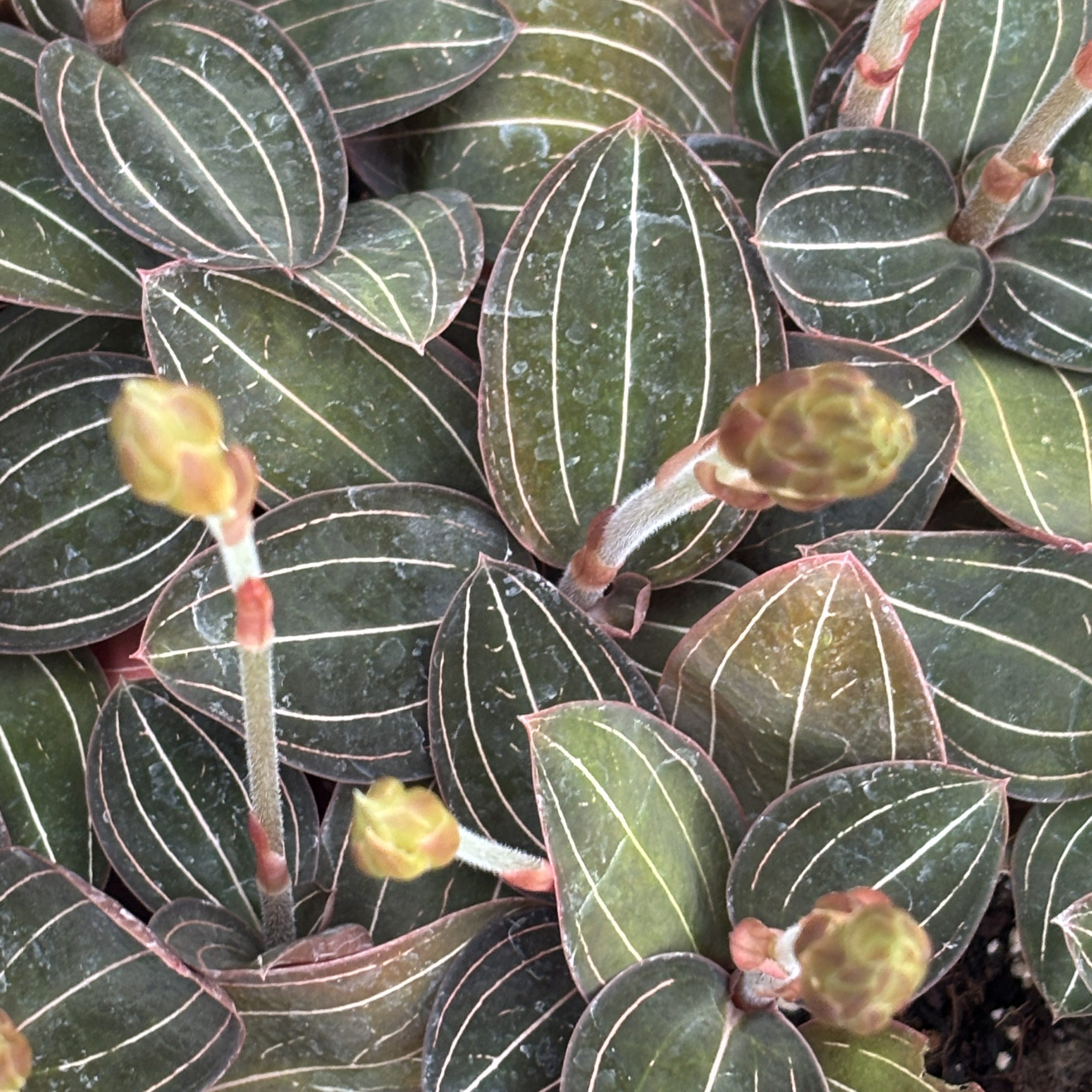 Discolor Ludisia discolor JE01 (2