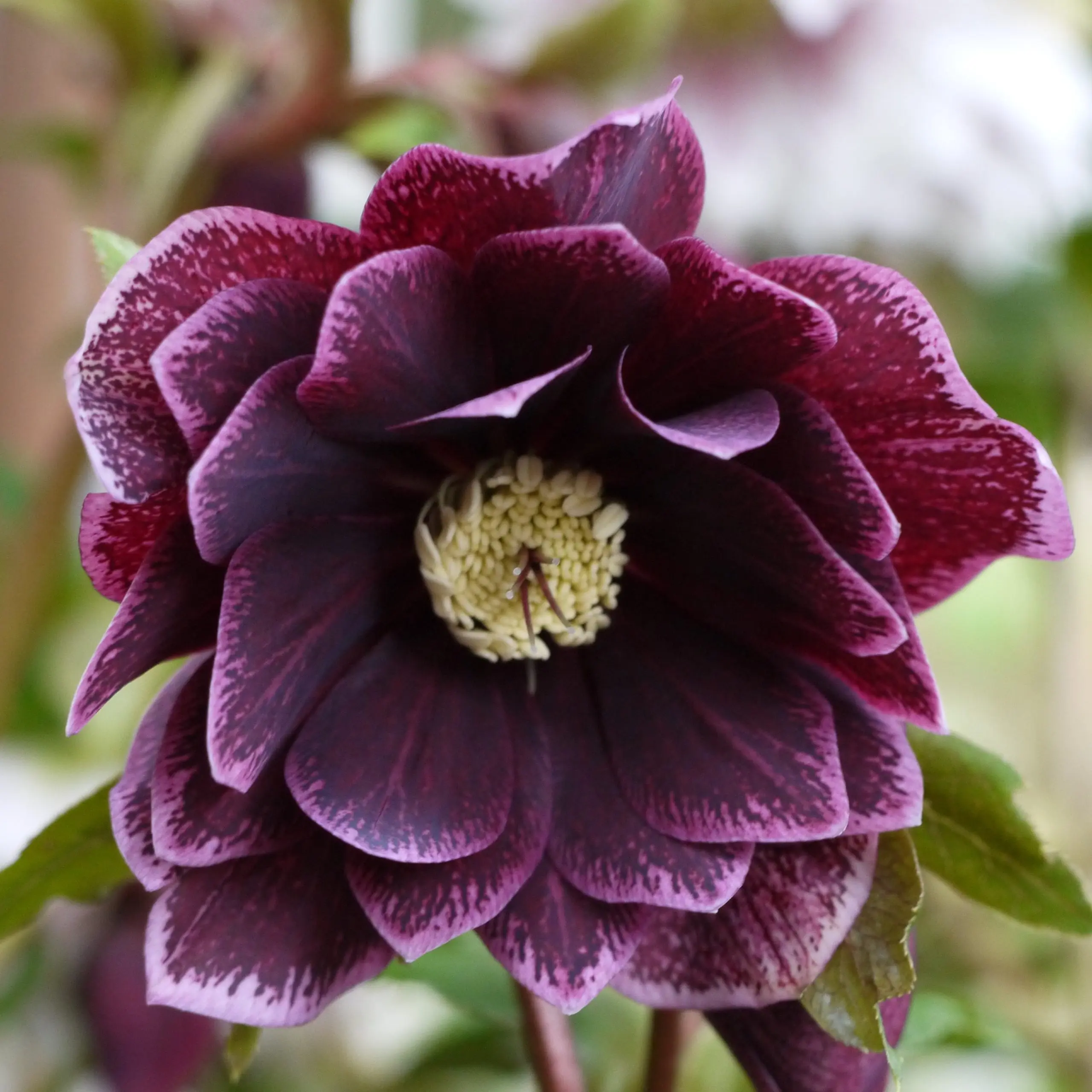 Helleborus Winter Jewels® 'Amethyst Gem' - Hellebore (1 Gallon)
